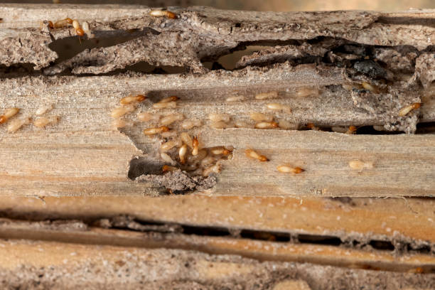 Best Pest Removal Services  in Pleasant Run Farm, OH